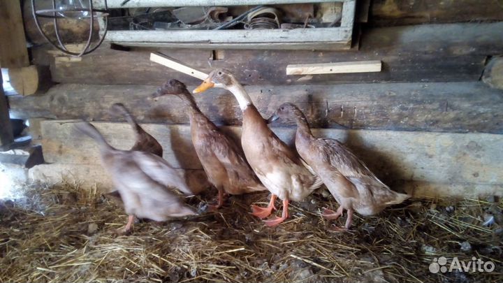 Яйцо инкубационное индийского бегунка и утята