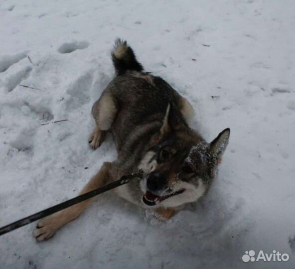 Метис лайки в добрые руки