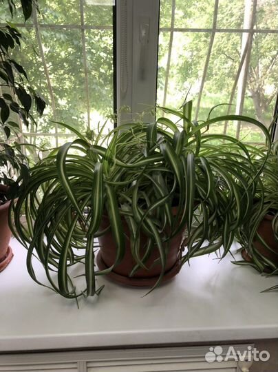 Комнатные цветы шефлера