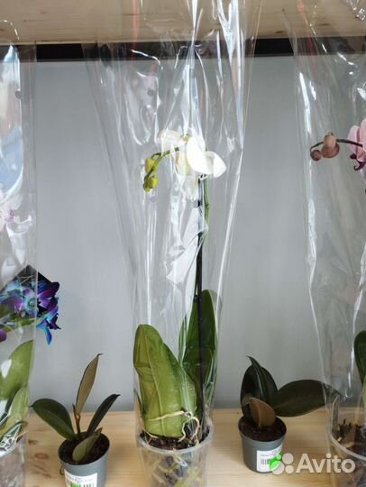 Орхидея растения