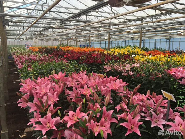 Луковицы лилии оптом