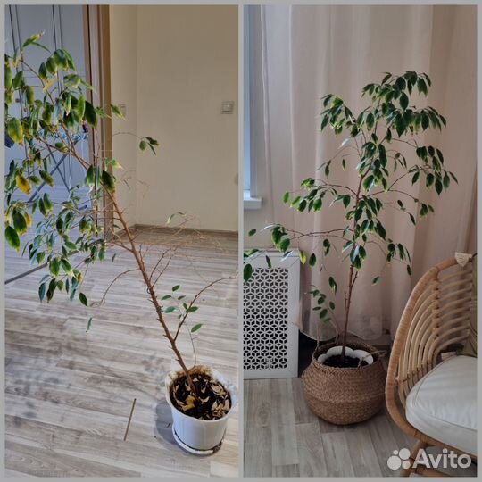 Озеленение и фитодизайн интерьеров, уход за растен