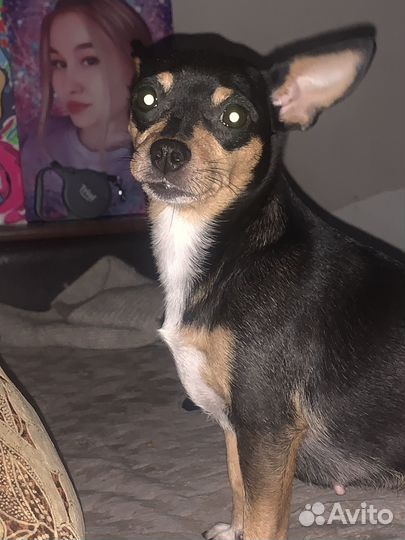 Собачка в добрые руки