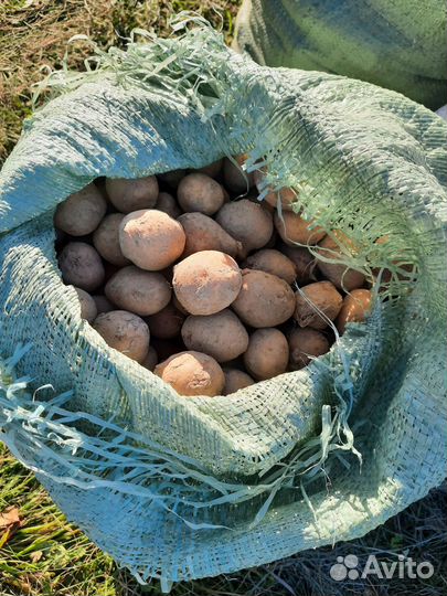 Продам картофель на корм скоту