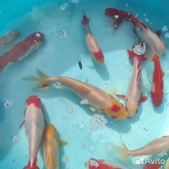 Карпы кои и вэйкины