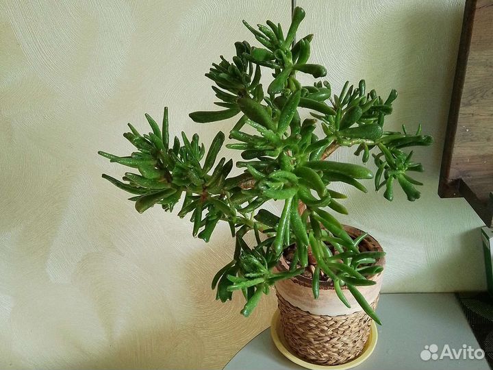 Крассула Хоббит