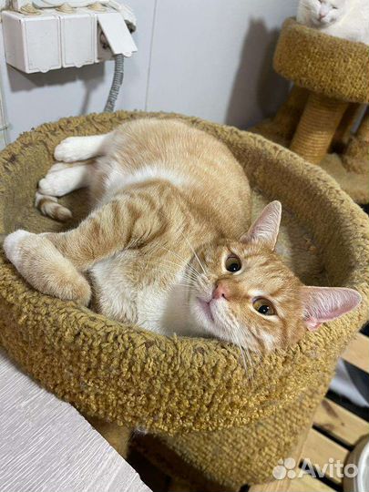 Рыжий молодой котик