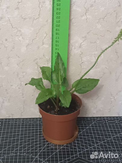 Дримиопсис