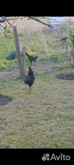 Бойцовая курица