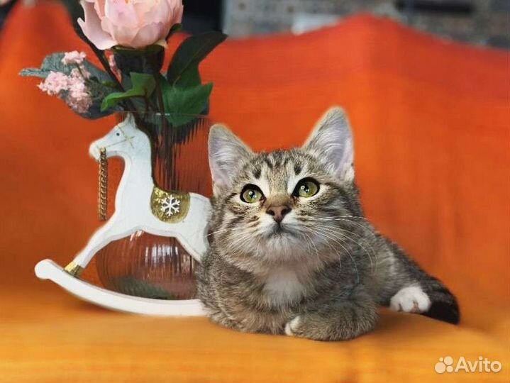 Котята, кошки, коты табби полосатики в добрые руки