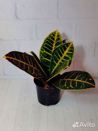 Кодиеум кротон Паниковский, комнатные растения