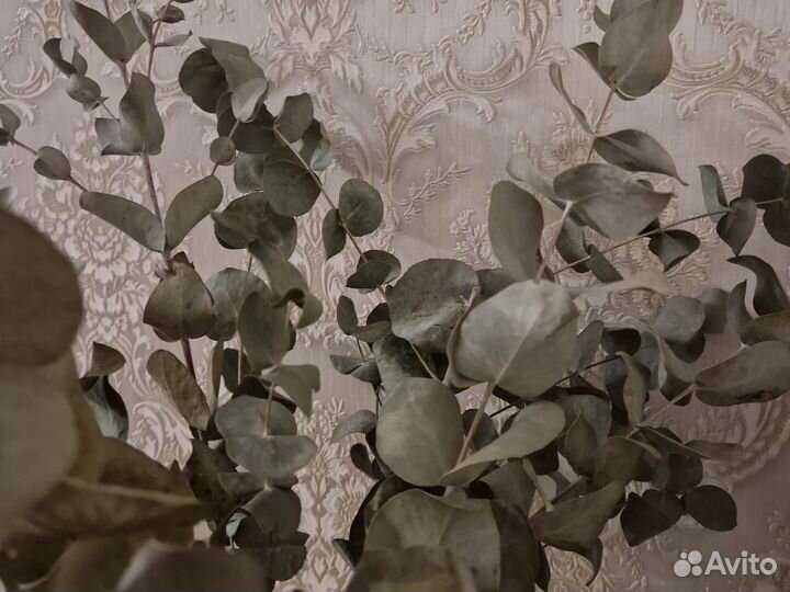 Букет из эвкалипта сухоцвет