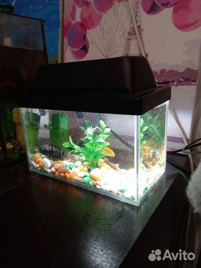 Аквариум с рыбками