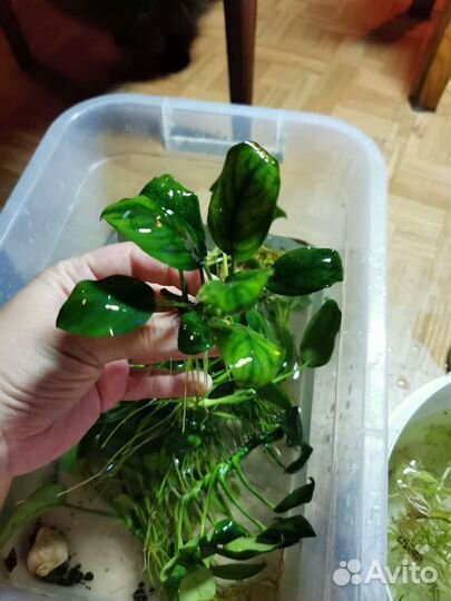 Анубиас бонсай