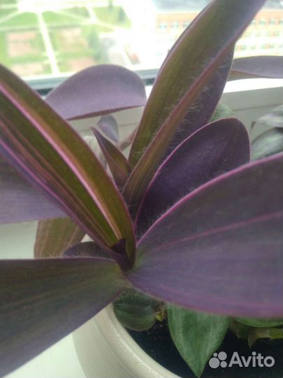 Комнатные Цветы в горшках