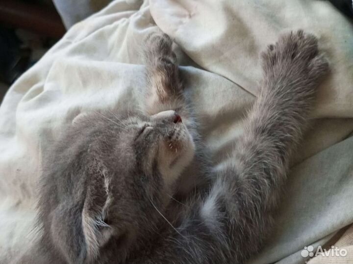 Шотландская вислоухая