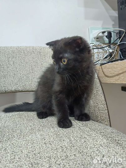 Котята в добрые руки бесплатно