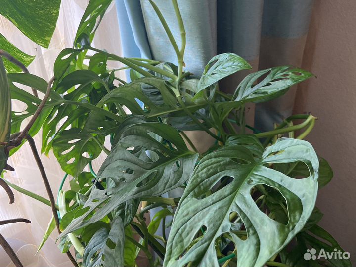 Монстера манки