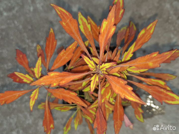 Колеусы, часть 3