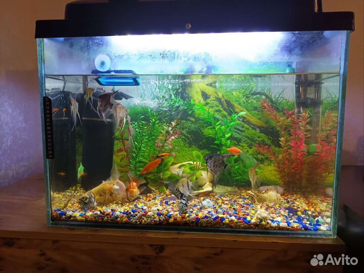 Аквариум с рыбками