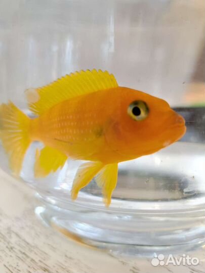 Рыба цихлида Красная Зебра 9 см