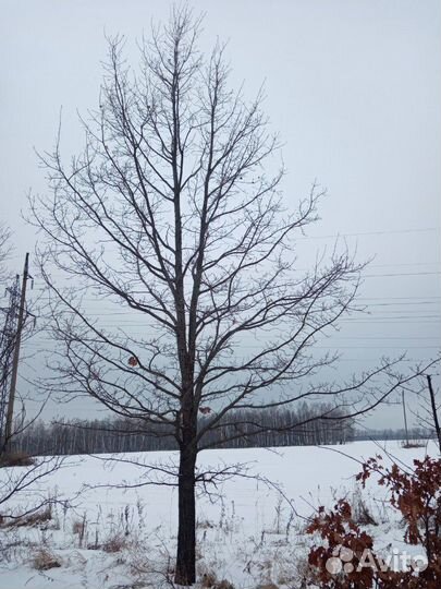 Дуб черешчатый