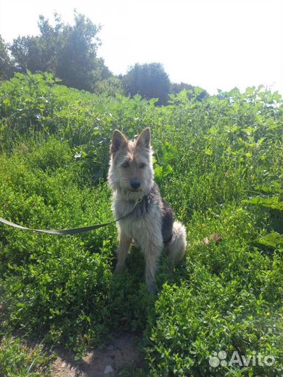 Собака в добрые руки