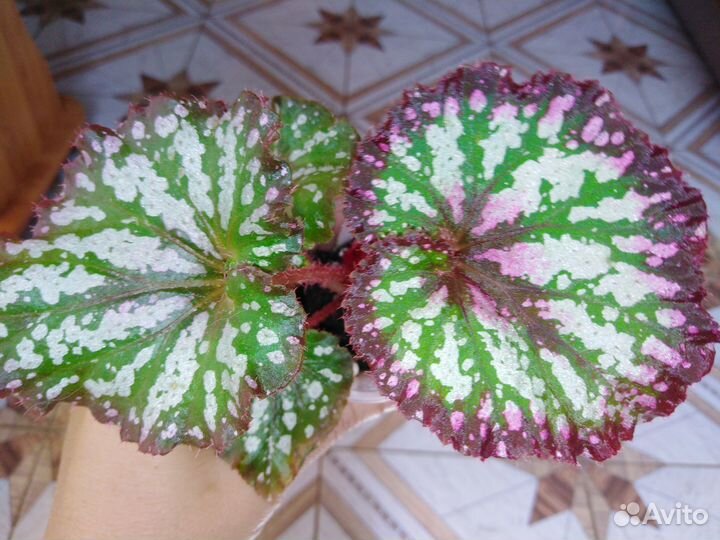 Бегонии декоративнолиственные