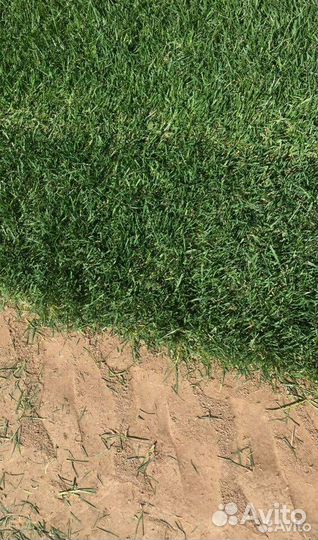 Рулонный газон с укладкой, обслуживание