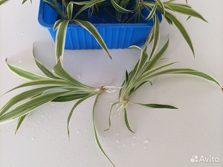 Хлорофитум