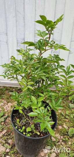 Роза плетистая Вайхенблау