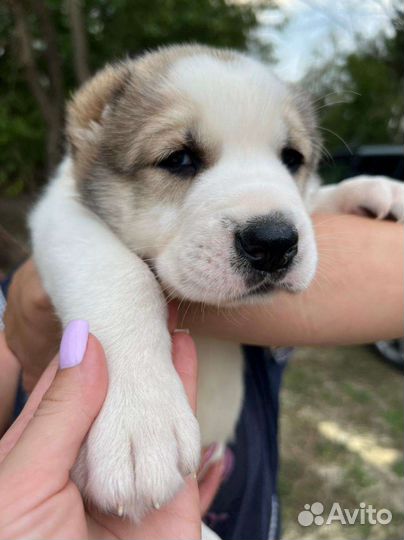 Щенки от лучших производителей