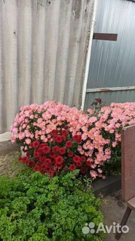 Хризантемы мультифлора