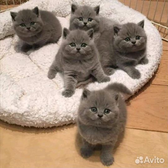 Вязка с британцем