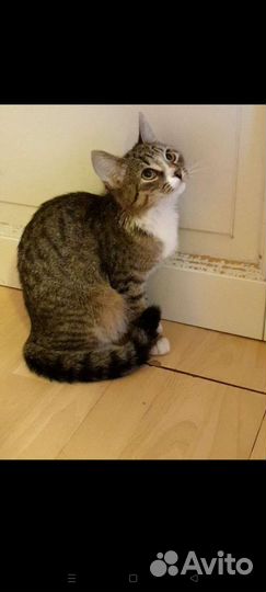 Рыже-белые кот кошка