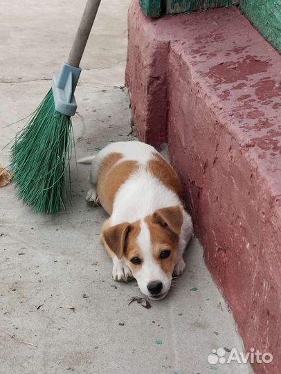 Отдам собаку джек Рассел, в хорошие руки