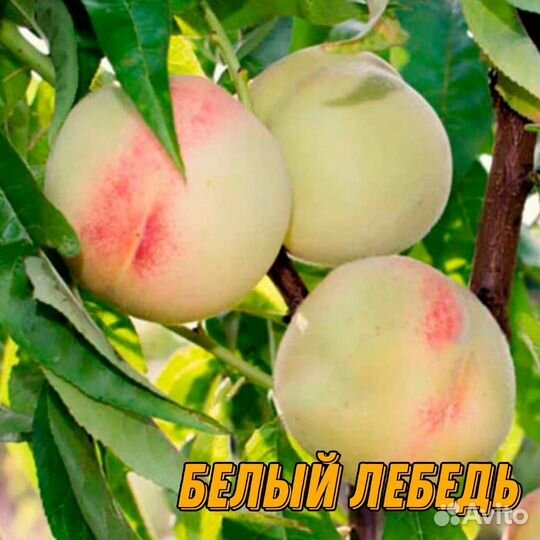 Саженцы персика