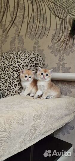 Котята золотая шиншилла котик