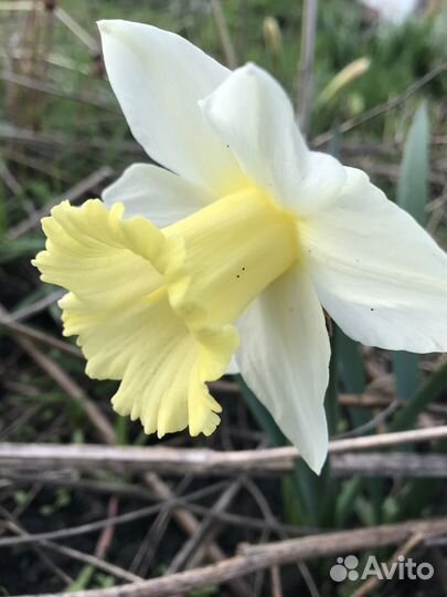 Луковицы нарциссов