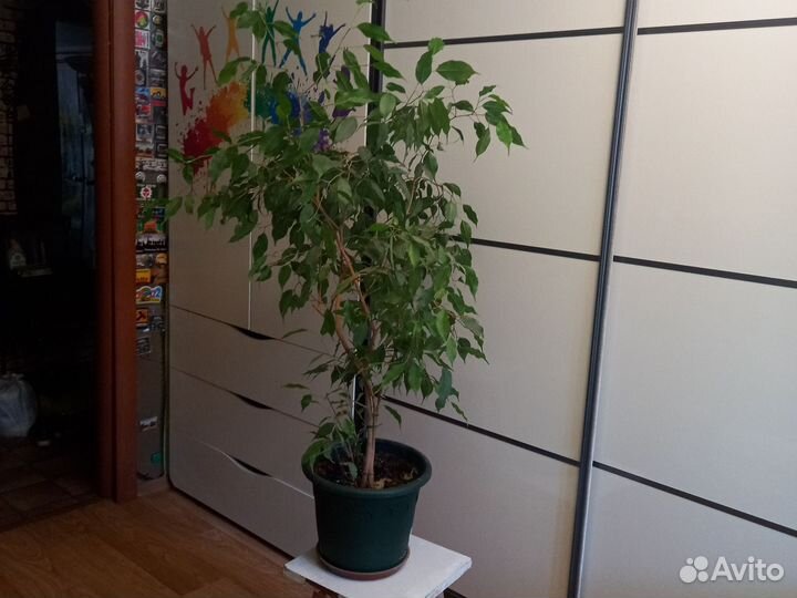 Фикус Бенжамина (95 см)