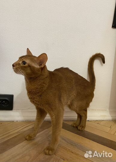 Абиссинский кот вязка