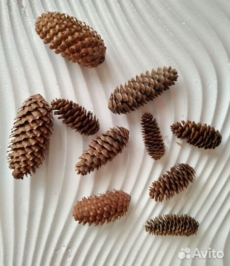Шишки еловые для творчества