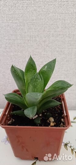 Комнатные растения