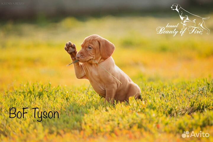 Выжла (венгерская легавая) питомник