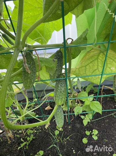 Шпалера для огурцов и вьющихся растений 120х80 см
