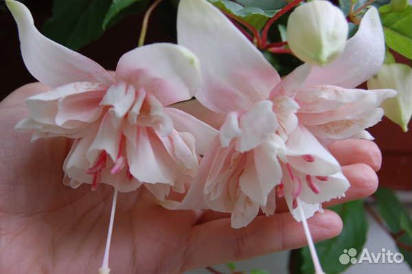 Фуксии часть 3