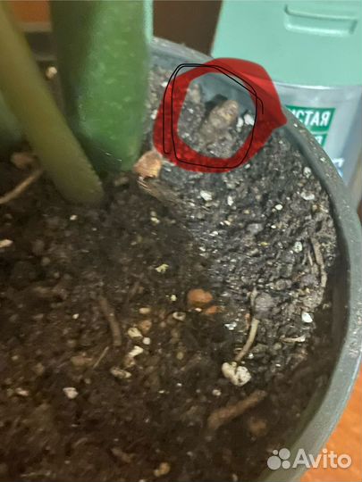 Замиокулькас