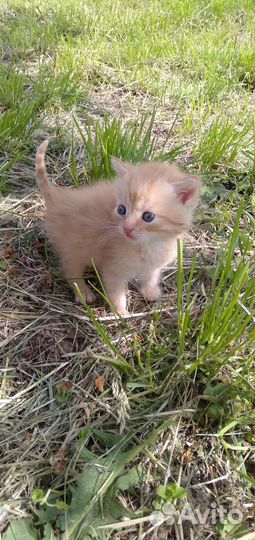 Прелестные котятки