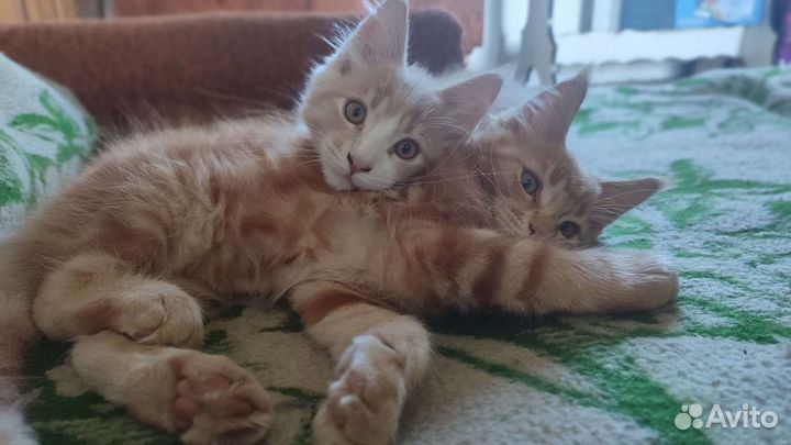 Котята мейн-кун рыжие