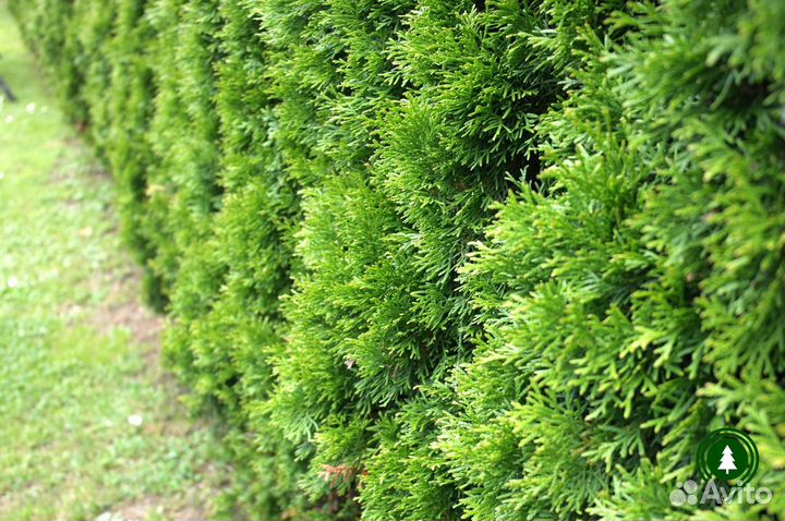 Туя Брабант крупномер из питомника